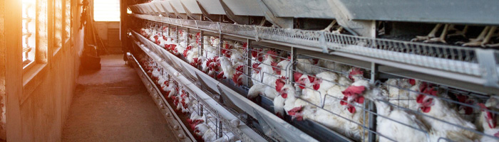 в сша первая с 2017 года вспышка смертельно опасного птичьего гриппа h7n9 в сша первая с 2017 года вспышка смертельно опасного птичьего гриппа h7n9
