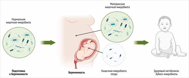 Микробиота матери влияет на будущий микробиом плода