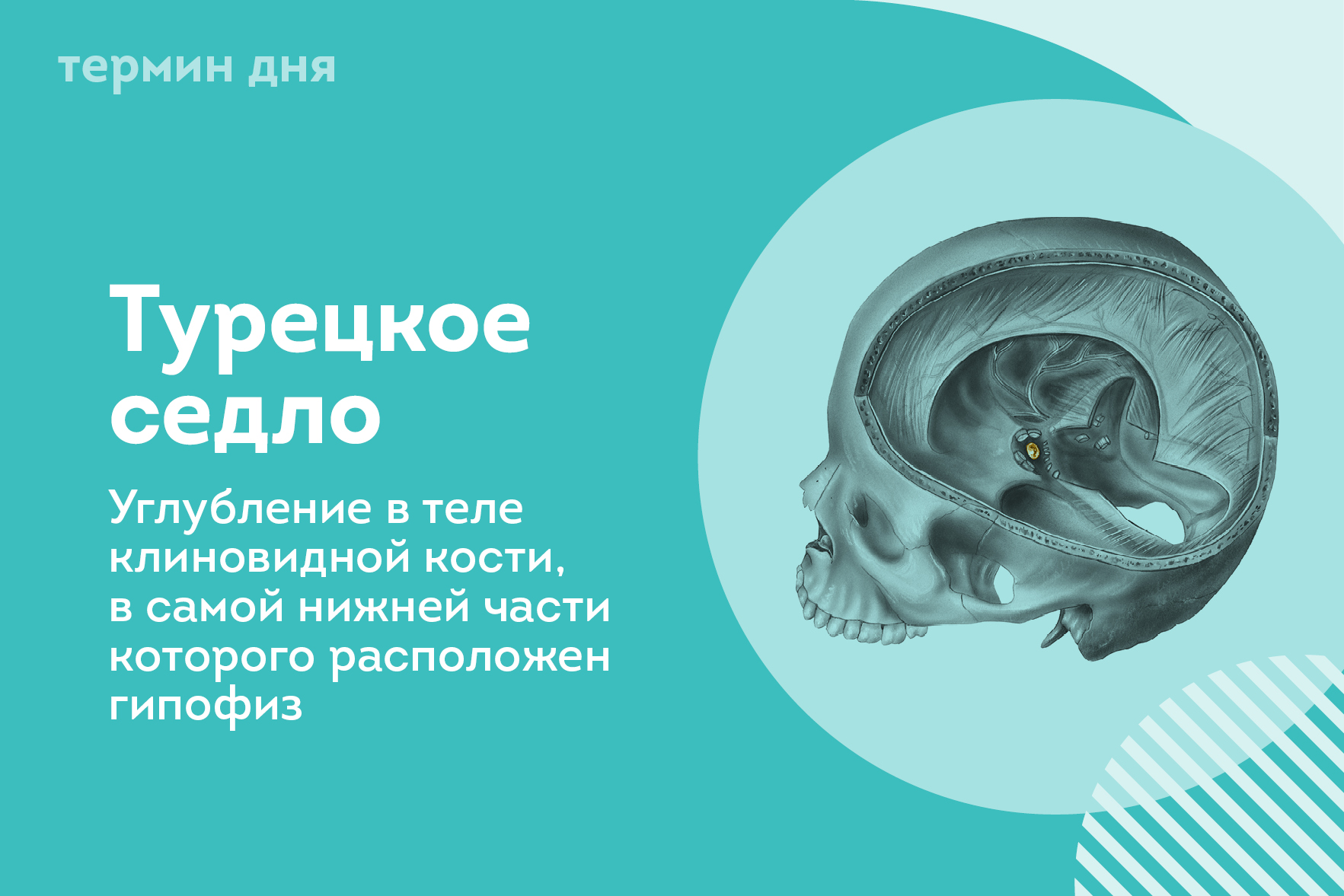 Термин дня: Турецкое седло Термин дня: Турецкое седло